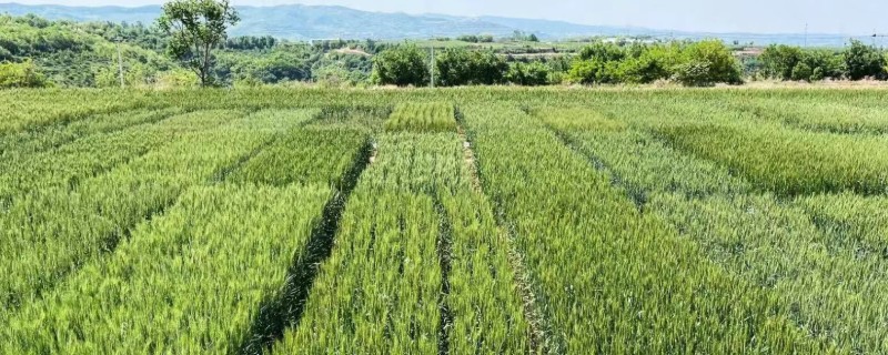 农业互助合作发展的原则，原则是自愿互利