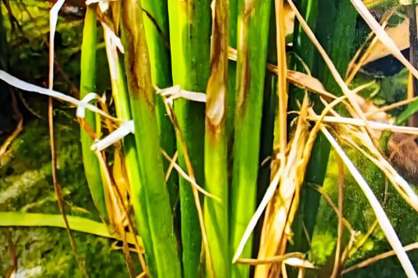 水稻常见病虫害怎么防治，发生稻瘟病可喷施甲基托布津等药物