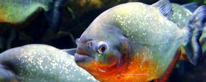 食人鱼能养吗，是可以人工饲养的