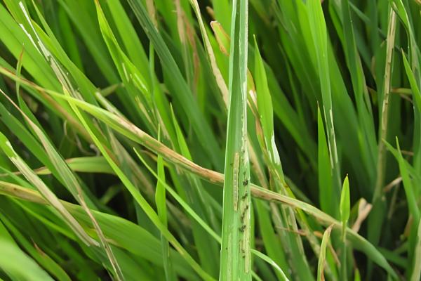 水稻常见病虫害怎么防治，发生稻瘟病可喷施甲基托布津等药物