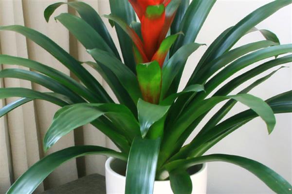 鸿运当头冬季怎么养殖，每隔半个月左右浇一次水