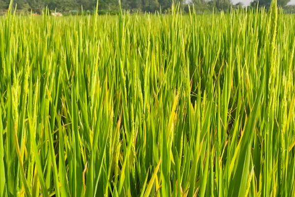 水稻常见病虫害怎么防治，发生稻瘟病可喷施甲基托布津等药物