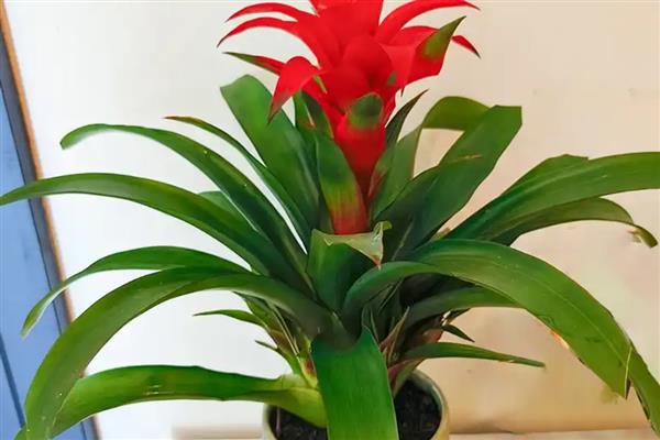 鸿运当头冬季怎么养殖，每隔半个月左右浇一次水