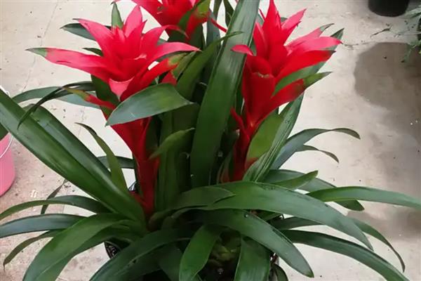 鸿运当头冬季怎么养殖，每隔半个月左右浇一次水