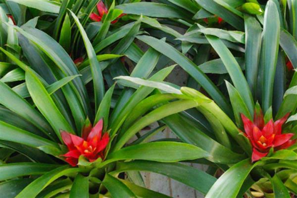 鸿运当头冬季怎么养殖，每隔半个月左右浇一次水