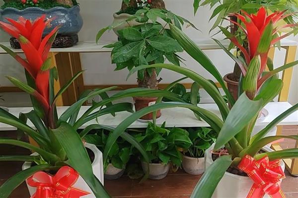 鸿运当头冬季怎么养殖，每隔半个月左右浇一次水