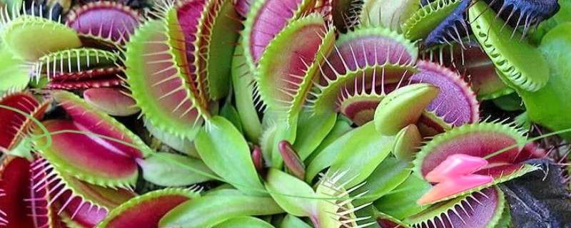 捕蝇草腰水法养殖技巧，需要在花盆底部铺石头