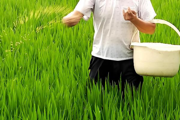 水稻常见病虫害怎么防治，发生稻瘟病可喷施甲基托布津等药物