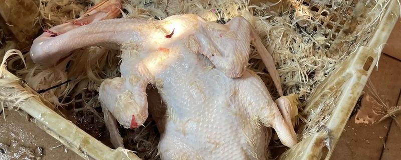 宰鹅快速脱毛的方法，可以先让鹅喝点高度酒