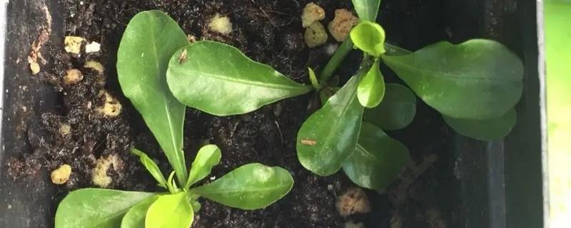 蓝雪花能扦插吗，蓝雪花可以扦插