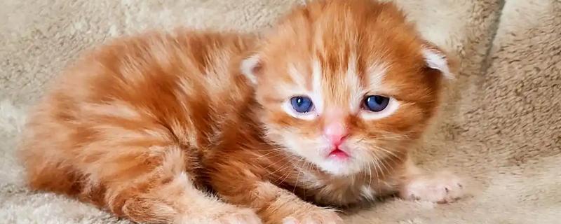 如何喂养3月龄的猫，每天饲喂3-4次