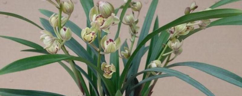 盆栽建兰如何养殖，盛夏季节做好遮阴措施