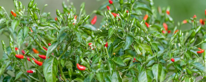小米椒的种植技术，适宜生长在疏松肥沃的土地中