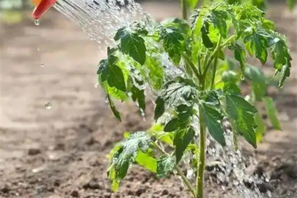 番茄为什么会萎蔫,一般是浇水或施肥不当、温度过高等因素所致