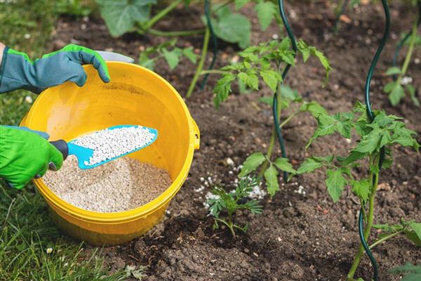 番茄为什么会萎蔫,一般是浇水或施肥不当、温度过高等因素所致