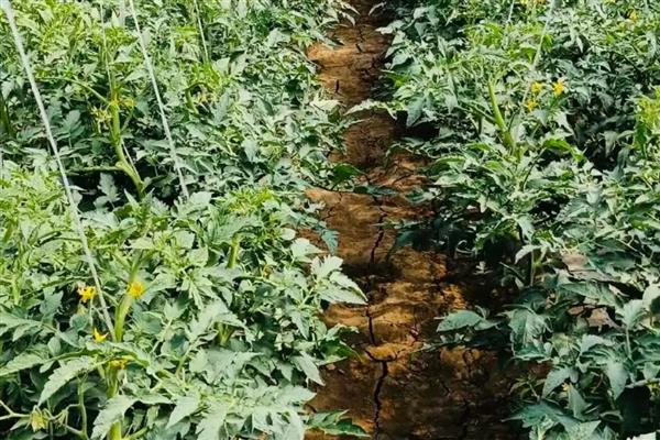 番茄为什么会萎蔫,一般是浇水或施肥不当、温度过高等因素所致