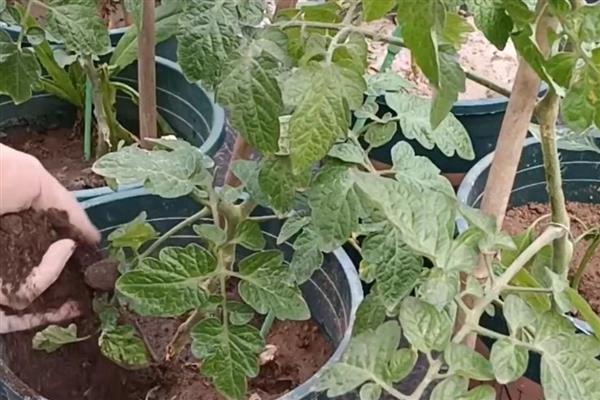 番茄为什么会萎蔫,一般是浇水或施肥不当、温度过高等因素所致