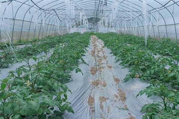 番茄为什么会萎蔫,一般是浇水或施肥不当、温度过高等因素所致