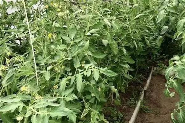 番茄为什么会萎蔫,一般是浇水或施肥不当、温度过高等因素所致