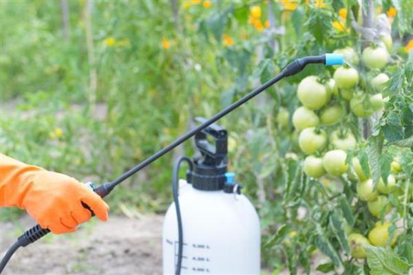 番茄为什么会萎蔫,一般是浇水或施肥不当、温度过高等因素所致
