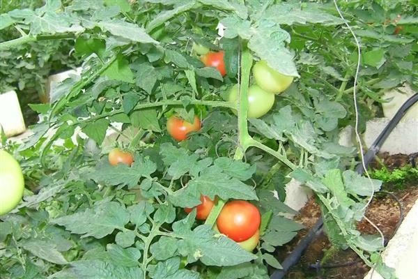 番茄为什么会萎蔫,一般是浇水或施肥不当、温度过高等因素所致