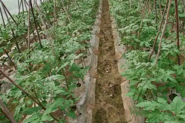 番茄为什么会萎蔫,一般是浇水或施肥不当、温度过高等因素所致