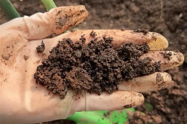 爱之蔓的养殖方法,保持见干见湿的浇水原则