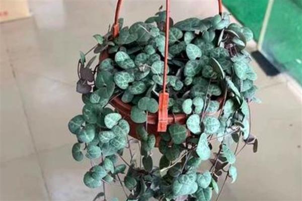爱之蔓的养殖方法,保持见干见湿的浇水原则