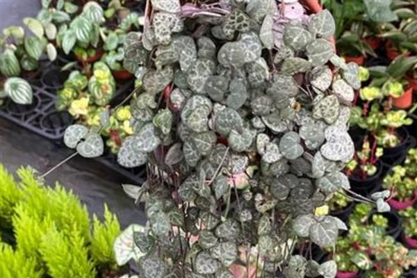 爱之蔓的养殖方法,保持见干见湿的浇水原则