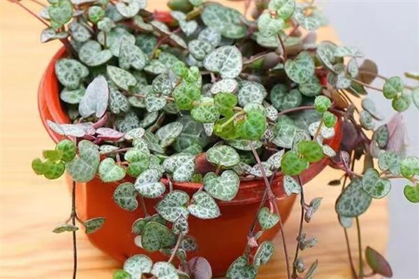 爱之蔓的养殖方法,保持见干见湿的浇水原则