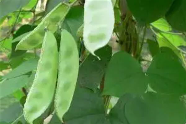 扁豆的上市的时间，6-10月份集中上市