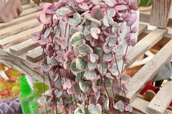 爱之蔓的养殖方法,保持见干见湿的浇水原则