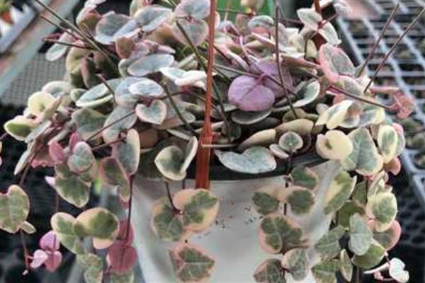 爱之蔓的养殖方法,保持见干见湿的浇水原则