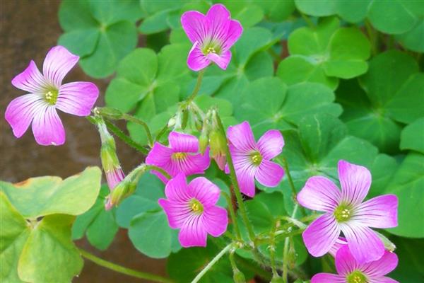 酢浆草种球如何种植，花期前后再各施1次