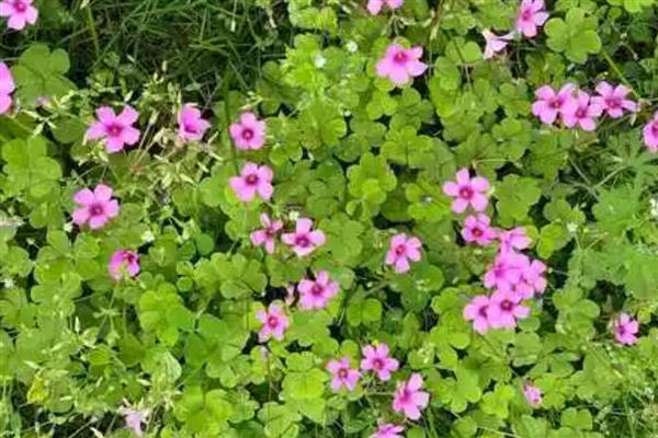 酢浆草种球如何种植，花期前后再各施1次