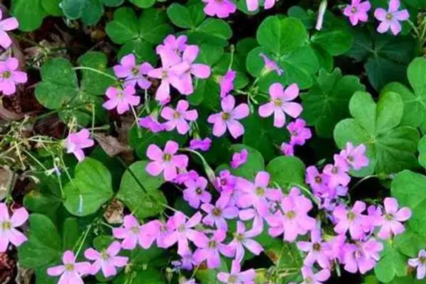 酢浆草种球如何种植，花期前后再各施1次