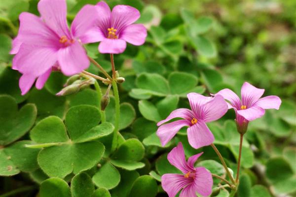 酢浆草种球如何种植，花期前后再各施1次