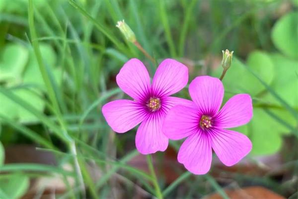 酢浆草种球如何种植，花期前后再各施1次