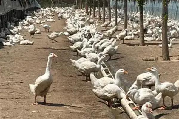养鹅的注意事项，鹅鸭混养会增加鹅群的患病几率