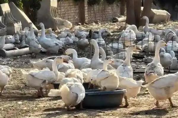 养鹅的注意事项，鹅鸭混养会增加鹅群的患病几率