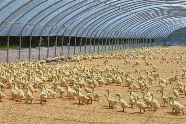 养鹅的注意事项，鹅鸭混养会增加鹅群的患病几率