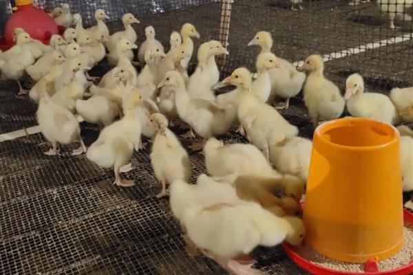 养鹅的注意事项，鹅鸭混养会增加鹅群的患病几率