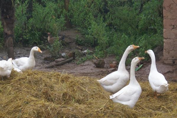 养鹅的注意事项，鹅鸭混养会增加鹅群的患病几率