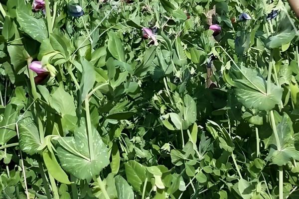 一个豌豆粒中钻入多个幼虫会怎样，通常只有一只幼虫会长大