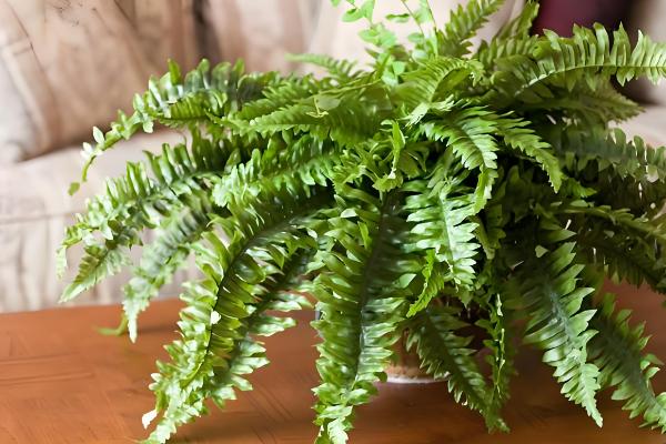 植物害怕哪种光,绿色光源会从植物体内穿透或反射