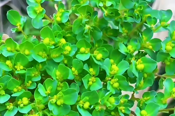 植物害怕哪种光,绿色光源会从植物体内穿透或反射