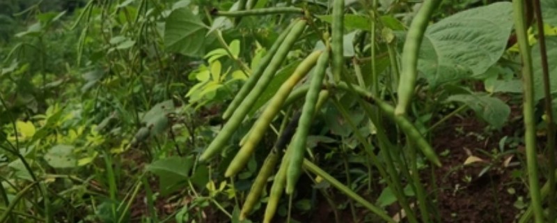 绿豆的种植方法,春夏季节都可以进行播种