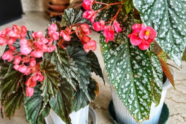 相思花是哪种花,是指秋海棠