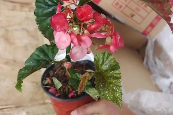 相思花是哪种花,是指秋海棠