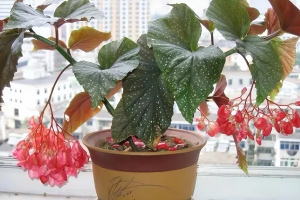 相思花是哪种花,是指秋海棠